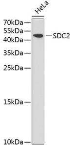Syndecan 2 Antibody in Western Blot (WB)