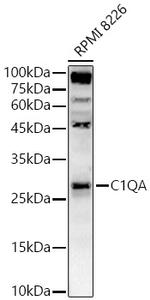 C1QA Polyclonal Antibody