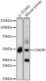 CAR Polyclonal Antibody