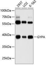 CD235a Antibody in Western Blot (WB)