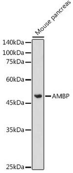 alpha-1 Microglobulin Polyclonal Antibody