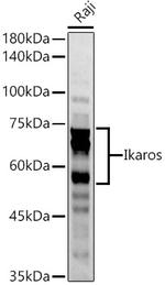 IKAROS Polyclonal Antibody