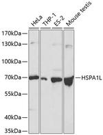 HSP701L Polyclonal Antibody