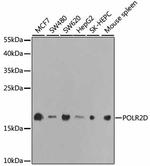 POLR2D Antibody in Western Blot (WB)