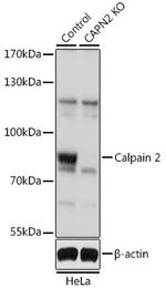 Calpain 2 Polyclonal Antibody