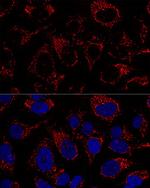 TFAM Polyclonal Antibody