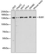 Bub1 Polyclonal Antibody