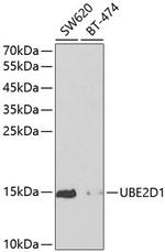 UBE2D1 Antibody in Western Blot (WB)