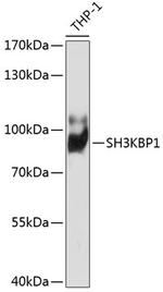 SH3KBP1 Polyclonal Antibody