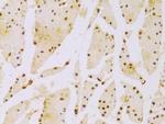 HIST2H2BE Polyclonal Antibody
