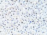 HIST2H2BE Antibody in Immunohistochemistry (Paraffin) (IHC (P))