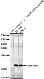 HIST2H2BE Antibody in Western Blot (WB)