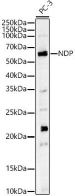 NDP Polyclonal Antibody