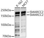 SMARCC2 Polyclonal Antibody