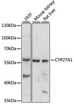 CYP27A1 Polyclonal Antibody