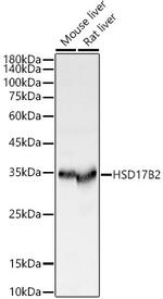 HSD17B2 Polyclonal Antibody