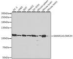 SMARCA5 Antibody in Western Blot (WB)