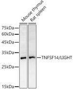 LIGHT Polyclonal Antibody
