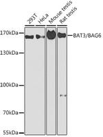 BAG6 Polyclonal Antibody