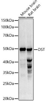 DST Polyclonal Antibody