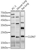 Claudin 7 Polyclonal Antibody