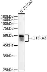 IL13RA2 Antibody in Western Blot (WB)