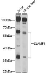 CD150 Polyclonal Antibody