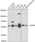 Cdc45L Polyclonal Antibody