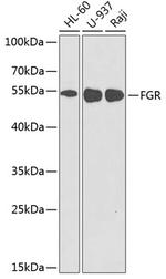 FGR Antibody in Western Blot (WB)