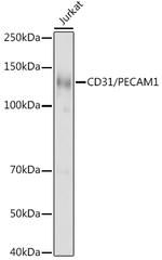 CD31 Antibody in Western Blot (WB)