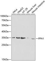 PPA1 Polyclonal Antibody