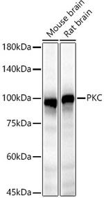 PKC epsilon Antibody in Western Blot (WB)