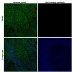 CD45 Antibody in Immunohistochemistry (Paraffin) (IHC (P))