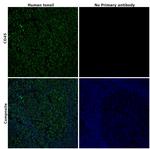 CD45 Antibody in Immunohistochemistry (Paraffin) (IHC (P))