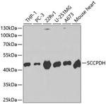 SCCPDH Polyclonal Antibody