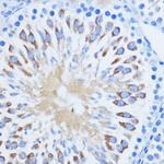 PIWIL1 Antibody in Immunohistochemistry (Paraffin) (IHC (P))