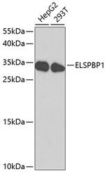 ELSPBP1 Polyclonal Antibody
