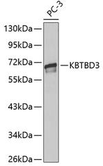 KBTBD3 Polyclonal Antibody