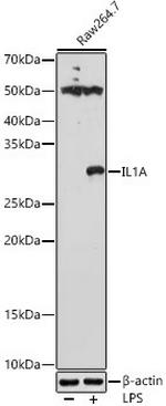 IL-1 alpha Polyclonal Antibody