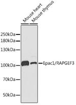 RAPGEF3 Polyclonal Antibody