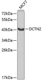 Dynactin 2 Antibody in Western Blot (WB)