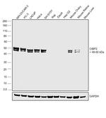 CtBP2 Antibody in Western Blot (WB)