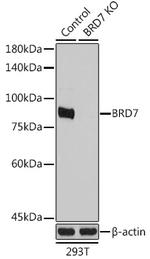 BRD7 Antibody