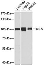 BRD7 Polyclonal Antibody