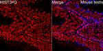 Histone H3.1t Polyclonal Antibody