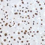 Histone H3.1t Antibody in Immunohistochemistry (Paraffin) (IHC (P))