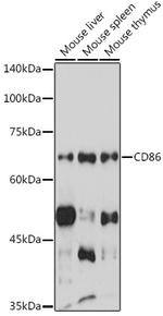 CD86 Antibody in Western Blot (WB)