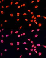 H3K9me1 Antibody in Immunocytochemistry (ICC/IF)