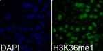 H3K36me1 Polyclonal Antibody