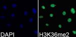 H3K36me2 Polyclonal Antibody